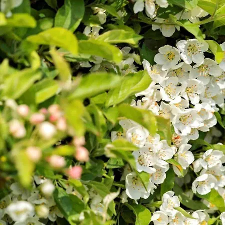 Nyaraló G126-lemvig-bynkevej-26 *